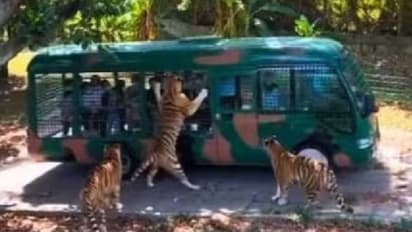 Viral video: ജംഗിൾ സഫാരിക്കിടെ ബസിൽ തൂങ്ങി കടുവ, ഭയപ്പെടുത്തും വീഡിയോ