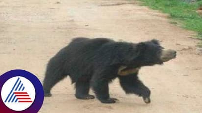 ಕೊಪ್ಪಳ: ಕರಡಿ ದಾಳಿಗೆ ವ್ಯಕ್ತಿಗೆ ಗಾಯ,ಅರಣ್ಯಾಧಿಕಾರಿಗಳ ವಿರುದ್ಧ ಆಕ್ರೋಶ 