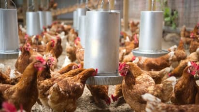 క్రికెటర్స్ డ్రెస్సింగ్ రూమ్ లో దూరిన కోడి.. వీడియో వైరల్..!