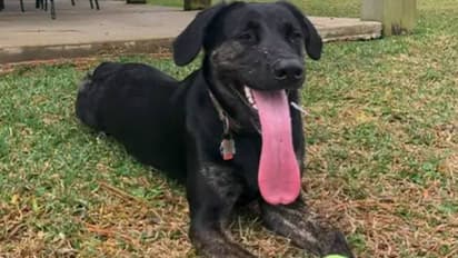 ലോകത്തിലെ ഏറ്റവും നീളമുള്ള നാവ്, ലോക റെക്കോർഡ് സ്വന്തമാക്കി സോയി