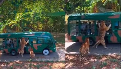 ಪ್ರವಾಸಿಗರಿಗೆ ಜೀವ ಬಾಯಿಗೆ ಬರುವಂತೆ ಮಾಡಿದ ಹುಲಿರಾಯ: ನೋಡಿ ವೈರಲ್ ವೀಡಿಯೋ