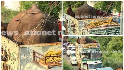 Mission Arikomban accomplished! Tamil Nadu forest dept captures wild tusker after 2 tranquiliser shots