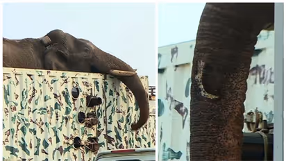 ഉണങ്ങാതെ അരിക്കൊമ്പന്റെ തുമ്പിക്കൈയിലെ മുറിവ്; തിരുനെൽവേലിയിലേക്ക് മാറ്റുമെന്ന് സൂചന