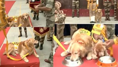 ನಿವೃತ್ತಿಗೊಂಡ CISF ಶ್ವಾನ ರಾಕಿ, ರೋಮಿಯೋ, ಸೋನಿಗೆ ಅದ್ದೂರಿ ಬೀಳ್ಕೊಡುಗೆ