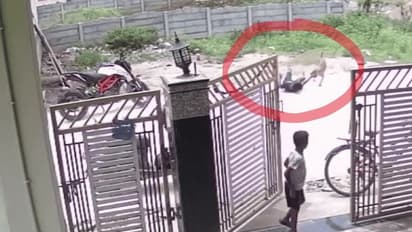 మేడ్చల్‌లో పదేళ్ల చిన్నారిపై వీధికుక్కల దాడి.. 