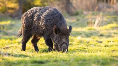 காஷ்மீரில் புதிய அச்சுறுத்தலாக மாறி உள்ள காட்டுப் பன்றிகள்.. பீதியில் மக்கள்.. அதிகாரிகள் என்ன சொல்கின்றனர்?