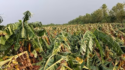 Watch : கடலூரில் சூறைக்காற்றுடன் கனமழை! அடியோடு சாய்ந்த 500 ஏக்கர் வாழை மரங்கள்! - விவசாயிகள் வேதனை!