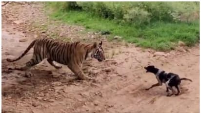 ഉറങ്ങിക്കിടന്ന കടുവയെ നോക്കി അതുവഴി പോയ നായ ഒന്ന് കുരച്ചു; പിന്നീട് സംഭവിച്ചത്, വൈറല് വീഡിയോ