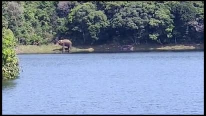 கோதையாறு அணை பகுதியில் உல்லாசமாக உலா வரும் அரிகொம்பன்