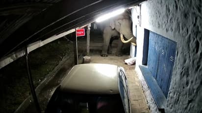 മൂന്നാറിൽ പലചരക്ക് കടയ്ക്ക് നേരെ ഒറ്റയാൻ പടയപ്പയുടെ ആക്രമണം