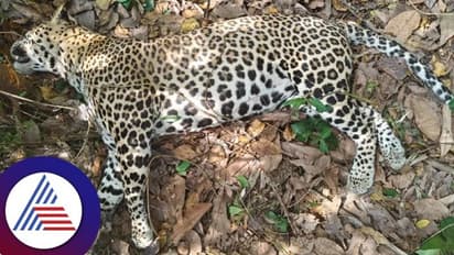 Wildlife: ಉಳೆಪಾಡಿ ಮಿತ್ತಬೆಟ್ಟು ಬಳಿ ಉರುಳಿಗೆ ಸಿಲುಕಿ ಚಿರತೆ ಸಾವು!