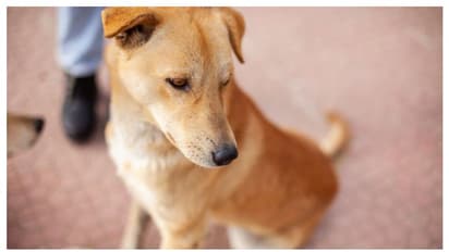 പാനൂരിൽ പിഞ്ചുകുഞ്ഞിനെ തെരുവുനായ കടിച്ചു കീറി; കുട്ടി തീവ്രപരിചരണ വിഭാഗത്തിൽ ചികിത്സയിൽ