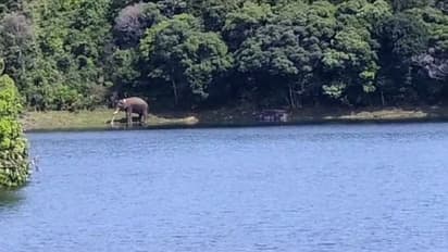 അരിക്കൊമ്പന് ആരോഗ്യവാന്; നിലവിലുള്ളത് മണിമുത്താര് ഡാം പരിസരത്ത്, നിരീക്ഷിച്ച് വനംവകുപ്പ് സംഘം