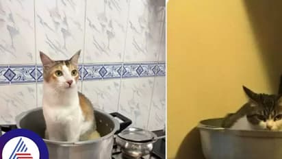 ಛೀ..ಛೀ..ಕೇರಳಿಗರು ಬೆಕ್ಕನ್ನೂ ತಿನ್ತಾರಾ? ಟ್ವಿಟರ್‌ನಲ್ಲಿ ಏನಿದು ಬಿಸಿಬಿಸಿ ಚರ್ಚೆ!