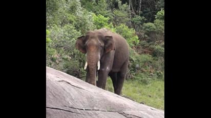 புதிய இடத்தில் அரிகொம்பன் யானை என்ன செய்கிறது.? எப்படி உள்ளது.? வனத்துறை செயலாளர் கூறிய புதிய தகவல்