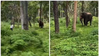 ഫോട്ടോ പകർത്താൻ ശ്രമിച്ച യുവാവിനെ ഓടിച്ച് കാട്ടാന, രക്ഷപ്പെട്ടത് തലനാരിഴക്ക്, പിഴയീടാക്കി വനംവകുപ്പ്: വീഡിയോ