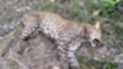 വയനാട്ടിൽ മേയാൻ വിട്ട ആടിനെ തിരികെ കൊണ്ടുവരാൻ പോയവരെ പുലി ആക്രമിച്ചു; രണ്ട് പേർക്ക് പരിക്ക്