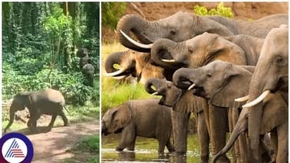 ಐದು ವರ್ಷದಲ್ಲಿ ದುಪ್ಪಟ್ಟಾದ ಕಾಡಾನೆಗಳ ಸಂತತಿ: ಮಾನವರ ಮೇಲಿನ ದಾಳಿಯೂ ಹೆಚ್ಚಳ