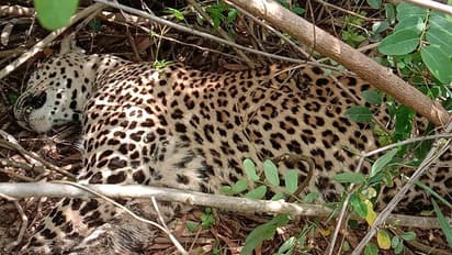 Shivamogga: ಕಾಡುಹಂದಿಗಳ ದಾಳಿಯಿಂದ ಗಾಯಗೊಂಡಿದ್ದ ನಾಲ್ಕು ವರ್ಷದ ಚಿರತೆ ಸಾವು!