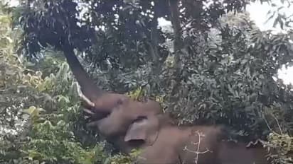 வாயில் காயத்துடன் சுற்றித்திரியும் கொம்பன் யானையை மயக்க ஊசி செலுத்தி பிடிக்க முடிவு