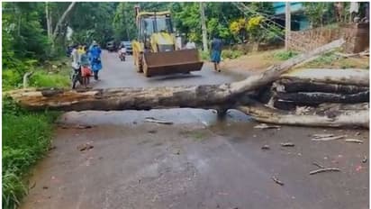 കനത്ത മഴ, ശക്തമായ കാറ്റ്, പാലക്കാട് റോഡിലേക്ക് ഭീമൻ മരം കടപുഴകി വീണ് അപകടം; വാഹനങ്ങൾ ഇല്ലാതിരുന്നത് ഭാഗ്യമായി