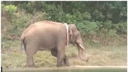 கன்னியாகுமரிக்கு இடம்பெயர்ந்த அரிகொம்பன்; அச்சத்தில் மக்கள் - அதிகாரிகள் விளக்கம்