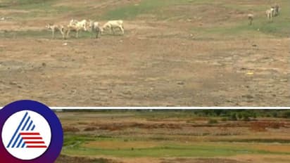 ಬಾಗಲಕೋಟೆ: ಬಾರದ ಮುಂಗಾರು ಕೃಷ್ಣಾ, ಮಲಪ್ರಭಾ & ಘಟಪ್ರಭಾ ನದಿಗಳ ಒಡಲು ಖಾಲಿ ಖಾಲಿ!