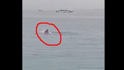 ಕ್ಷಣದಲ್ಲಿ ಖಲಾಸ್: ಶಾರ್ಕ್ ಮೀನಿಗೆ ಆಹಾರವಾದ ರಷ್ಯನ್ ಪ್ರವಾಸಿ: ಸಾವಿನ ಕ್ಷಣ ವೈರಲ್