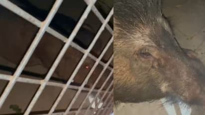 പള്ളി ഓഡിറ്റോറിയത്തിലേക്ക് ഓടിക്കയറി കാട്ടുപന്നി, പൂട്ടിയിട്ട് നാട്ടുകാർ; ഷൂട്ടറെത്തി വെടിവെച്ച് കൊന്നു