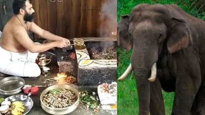 അരിക്കൊമ്പന്‍ കന്യാകുമാരി വന്യജീവി സങ്കേതത്തില്‍; സുരക്ഷയ്ക്കായി വടക്കഞ്ചേരിയില്‍ പ്രത്യേക പൂജ - വീഡിയോ 