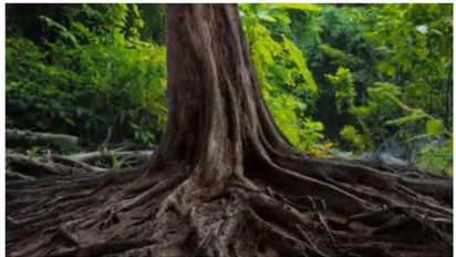 ഈ ചിത്രത്തിൽ ഒളിഞ്ഞിരിക്കുന്ന പാമ്പിനെ കണ്ടെത്താനാവുമോ?