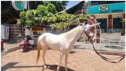 യൂണികോണ്‍ ഇന്ത്യയില്‍? അല്ല, 'സ്റ്റാര്‍ട്ടപ്പ് കോണ്‍' എന്ന് നെറ്റസണ്‍സ് ! 