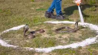 ഉപ്പ് വിതറിയാൽ രാജവെമ്പാല വരില്ലേ? പരീക്ഷണവുമായി യുവാവ്, വൈറലായി വീഡിയോ