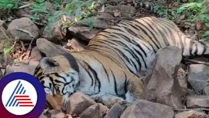 ಪಿಲಿಕುಳ ಝೂನಲ್ಲಿ ಪ್ರಾಣಿಗಳ ಮೂಕ ರೋದನೆ: ಆರೋಪ