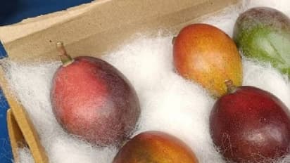 സ്വർണത്തേക്കാൾ മികച്ച നിക്ഷേപം, വൃക്ക വിറ്റാൽപോലും കിട്ടുമെന്ന് തോന്നുന്നില്ല; സോഷ്യൽമീഡിയയിലെ മാമ്പഴച്ചര്‍ച്ച