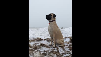 Business Ideas: కుక్కల బ్రీడింగ్ బిజినెస్ చేయడం ద్వారా నెలకు రూ. 5 లక్షలు సంపాదించే అవకాశం..ఎలాగో తెలుసుకోండి