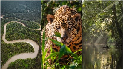 പതിയിരിക്കുന്ന അപകടങ്ങള്, നിഗൂഢത; അനാക്കോണ്ടയും പിരാനയും വരെ, ഇന്ത്യയുടെ ഇരട്ടി വിസ്തൃതിയുള്ള ആമസോണ്