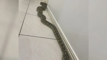 വീടിനകത്ത് കൂറ്റൻ പെരുമ്പാമ്പ്; ഫോട്ടോ പങ്കുവച്ചതോടെ വൈറലായി...