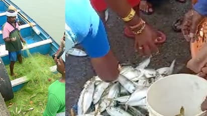 ലേലം ചെയ്ത മീനിൽ നിന്ന് 'വാരൽ'; പരാതിയിലും തീരാത്ത 'ബാധ' ഒഴിപ്പിക്കാൻ ഒരുങ്ങി തൊഴിലാളികൾ