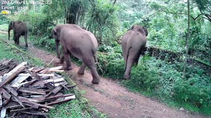 3 வயது சிறுவனை தள்ளிவிட்டு தந்தையை மிதித்து கொன்ற காட்டு யானை