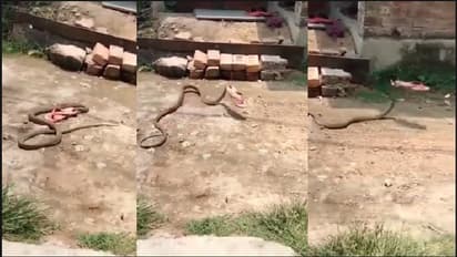 ತನ್ನತ್ತ ಎಸೆದ ಚಪ್ಪಲಿನ ಹೊತ್ಕೊಂಡೇ ಹೋಯ್ತು ಹಾವು: ಹಳೆ ವೀಡಿಯೋ ಮತ್ತೆ ವೈರಲ್