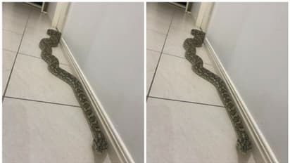 വീടിനുള്ളിൽ കണ്ടെത്തിയത് 8 അടിയുള്ള പെരുമ്പാമ്പ്; പേടിച്ചരണ്ട് വീട്ടുകാര്‍ 