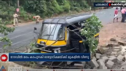 ഷൊര്ണൂരില് ഓട്ടോയുടെ മുകളിലേക്ക് മരംവീണു; ഡ്രൈവര് രക്ഷപ്പെട്ടത് അത്ഭുതകരമായി