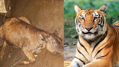 പുലർച്ച വരെ കാവലിരുന്നിട്ടും കടുവയെത്തി; പശുക്കിടാവിനെ കടിച്ച് കൊന്നു, വീണ്ടുമെത്തി, സംഭവം വയനാട്ടിൽ