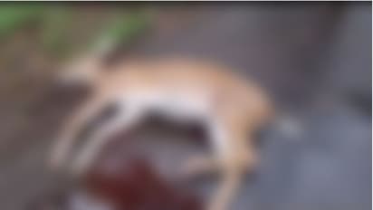 തെരുവുനായകളുടെ ക്രൂരത വീണ്ടും: മലപ്പുറത്ത് മാനിനെ കടിച്ചുകൊന്നു