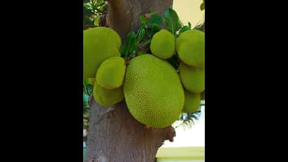 ಕೇರಳದಲ್ಲಿ ಹಲಸು ಕ್ರಾಂತಿ ಸೃಷ್ಟಿಸಿದ ವಾಟ್ಸಾಪ್ ಗ್ರೂಪ್; ಗ್ರಾಮೀಣ ಮಹಿಳೆಯರಿಗೆ ಬದುಕು ಕಟ್ಟಿಕೊಟ್ಟ'ಚಕ್ಕಾಕೂಟಂ'