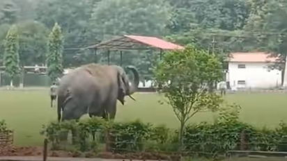 Indian Army solves its tussle with tuskers in Narengi (WATCH)