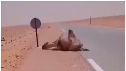 മരുഭൂമിയില് വെള്ളം കിട്ടാതെ തളര്ന്ന് വീണ ഒട്ടകത്തിനോട് ട്രക്ക് ഡ്രൈവറുടെ ദയ; കൈയടിച്ച് നെറ്റിസണ്സ്