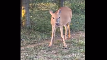 Viral video நீங்க நம்பலனாலும் இதான் உண்மை: பாம்பை தின்ற மான்!