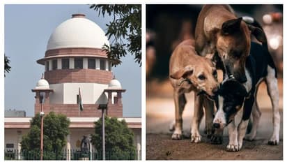 തെരുവുനായ ആക്രമണങ്ങളുമായി ബന്ധപ്പെട്ടുള്ള ഹർജി: അടിയന്തര വാദം കേൾക്കാനാകില്ലെന്ന് സുപ്രീം കോടതി